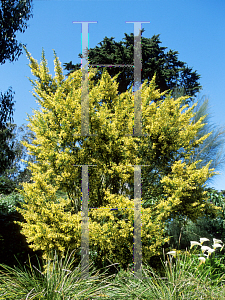 Picture of Acacia verticillata 