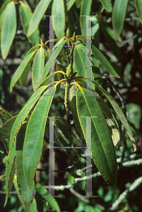 Picture of Rhododendron griffithianum var. roseum 