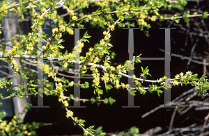 Picture of Forestiera pubescens 