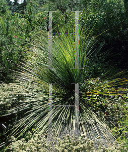 Picture of Xanthorrhoea australis 