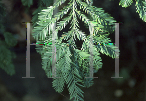 Picture of Sequoia sempervirens 'Simpson's Silver'