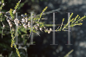 Picture of Leptospermum minutifolium 