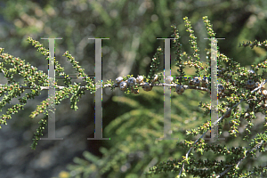 Picture of Leptospermum minutifolium 