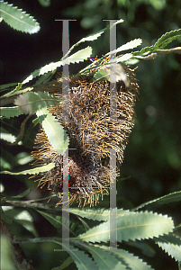 Picture of Banksia serrata 