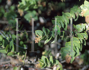Picture of Arctostaphylos imbricata ssp. imbricata 