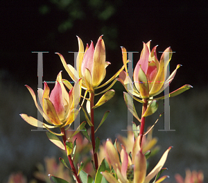 Picture of Leucadendron discolor 