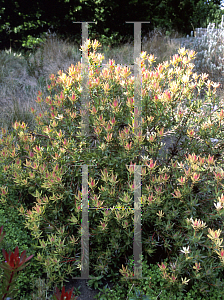 Picture of Leucadendron discolor 