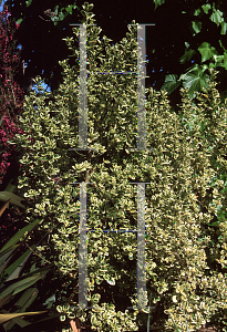 Picture of Coprosma repens 'Marble Queen'