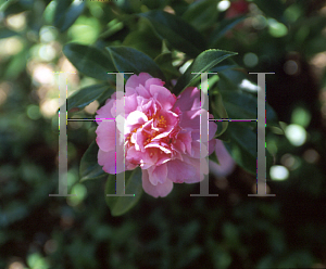 Picture of Camellia  'Ole'