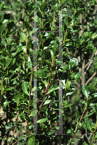 Picture of Baccharis pilularis ssp. consanguinea 