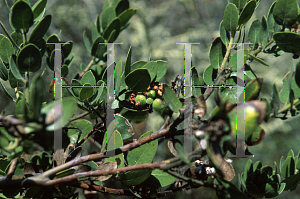 Picture of Arctostaphylos viridissima 