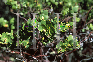 Picture of Arctostaphylos purissima 