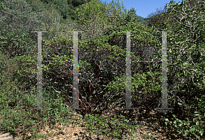 Picture of Arctostaphylos purissima 