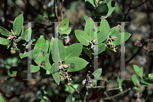Picture of Arctostaphylos glandulosa ssp. glandulosa 