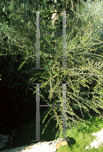 Picture of Hymenanthera dentata 