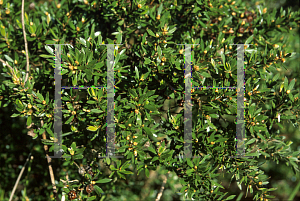 Picture of Leptospermum nitidum 