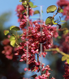 Picture of Cercis occidentalis 