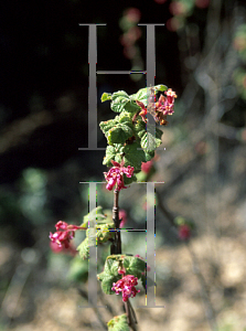 Picture of Ribes malvaceum var. viridiflorum 