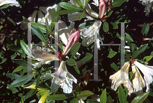 Picture of Rhododendron iteophyllum 
