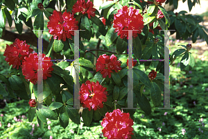 Picture of Rhododendron x 'Mrs. G.W. Leak'