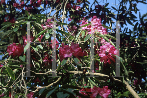Picture of Rhododendron x 'Gills Triumph'