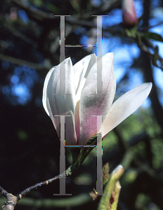 Picture of Magnolia x veitchii 