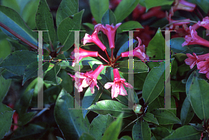 Picture of Rhododendron helwigii x konori 