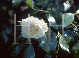 Picture of Camellia japonica 'Shiro Chan'