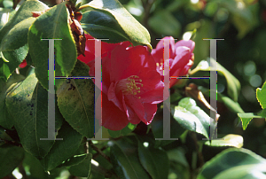 Picture of Camellia japonica 'Fred Sander'