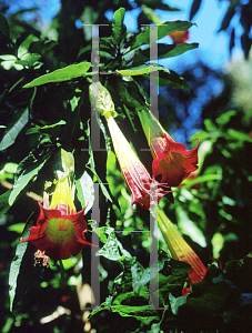 Picture of Brugmansia sanguinea 