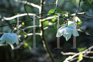 Picture of Magnolia wilsonii 