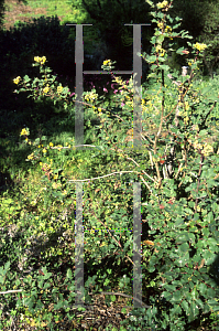 Picture of Mahonia aquifolium var. dictyota 