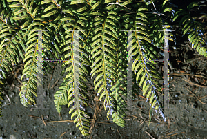 Picture of Woodwardia radicans 