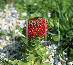 Picture of Leucospermum cordifolium 'Dons Deep Red'