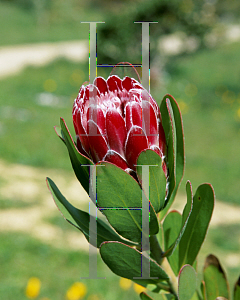 Picture of Protea compacta 'Red Baron'
