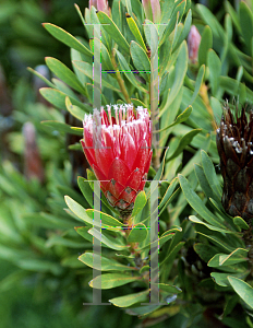 Picture of Protea repens x aurea 'Clarks Red'