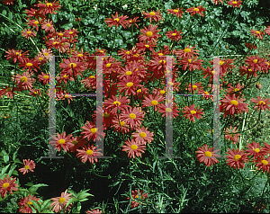 Picture of Tanacetum coccineum 'Robinson's Mix'