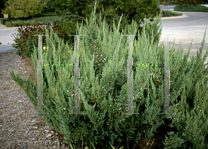 Picture of Juniperus chinensis 'Maney'