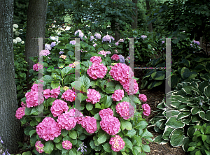 Picture of Hydrangea macrophylla 'Glowing Embers'
