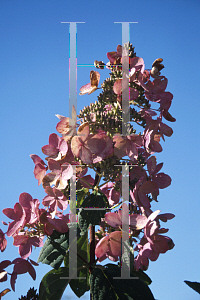 Picture of Hydrangea paniculata 'Pink Diamond'