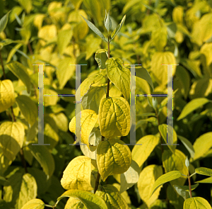 Picture of Philadelphus  'Yellow Hill'
