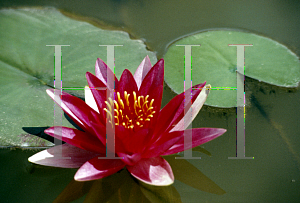Picture of Nymphaea  'Escarboucle'