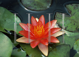 Picture of Nymphaea  'Indiana'