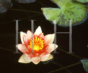 Picture of Nymphaea  'Comanche'