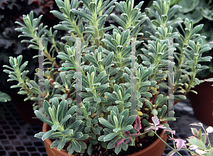 Picture of Euphorbia characias 'Portuguese Velvet'