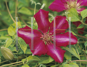 Picture of Clematis (z)(Viticella Group) 'Ernest Markham'