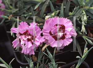Picture of Dianthus  'Spring Star'