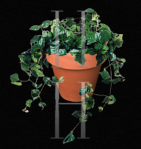 Picture of Cissus rhombifolia 'Mandaiana'