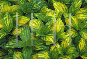 Picture of Mentha spicata 'Emerald and Gold'