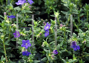 Picture of Lithodora diffusa 'Heavenly Blue'